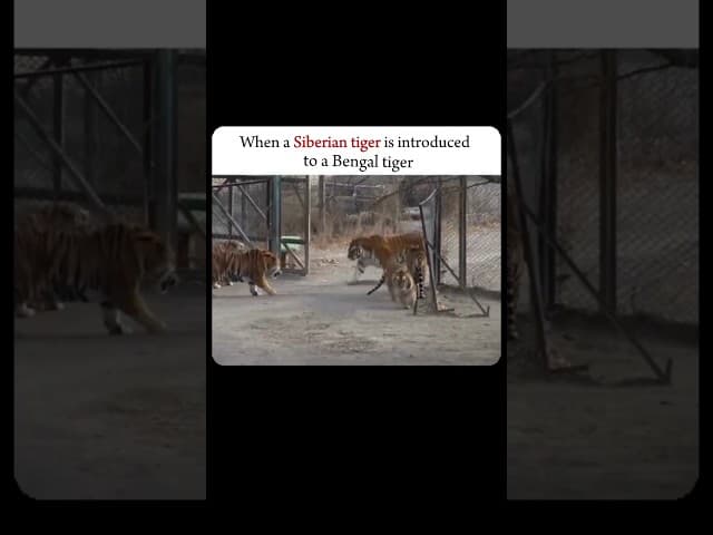 || Siberian tiger vs Bengal tiger.....                                                       #shorts