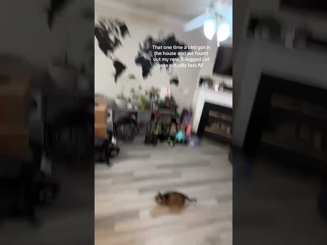 @theducoreas: 3 legs, no problems. Hunter mode: engaged 🤣 #cat  #catlover #kitty