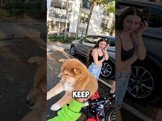 FREE SHIBA INU?! Found This on the Street… 😳🐕 #shorts