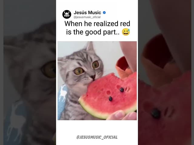 Kitty Finally Found the Good Part 🍉😂 | #shorts