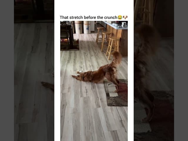 Never in my life i saw bigger stretch #dog #funny #petshub #dogshorts #pets #dogsofyoutube
