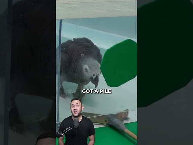 These parrots look after each other!