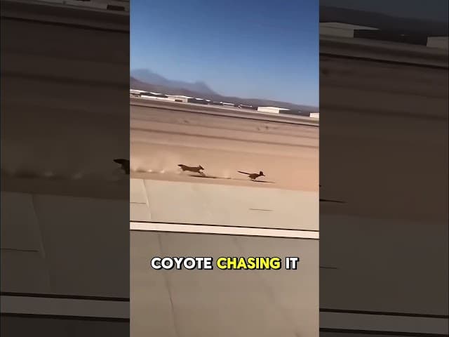 Looney Tunes "Fast and Furry-ous" at a runway 😂 #coyote #roadrunner