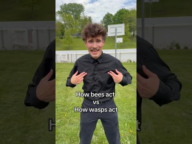 Bees vs Wasps
