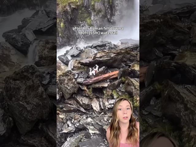 Dog goes missing after hiker falls over waterfall; community refuses to give up on her #shorts #dogs