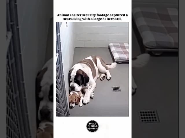 ♥️🔥 #scrillhassan #chicago  #california #detroit #funny #comedy #shorts #fyp #gfunk #dog