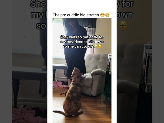 She even waited for him to sit back.. lol. Love pit bulls #dogshorts #dog #funny #petshub #pets