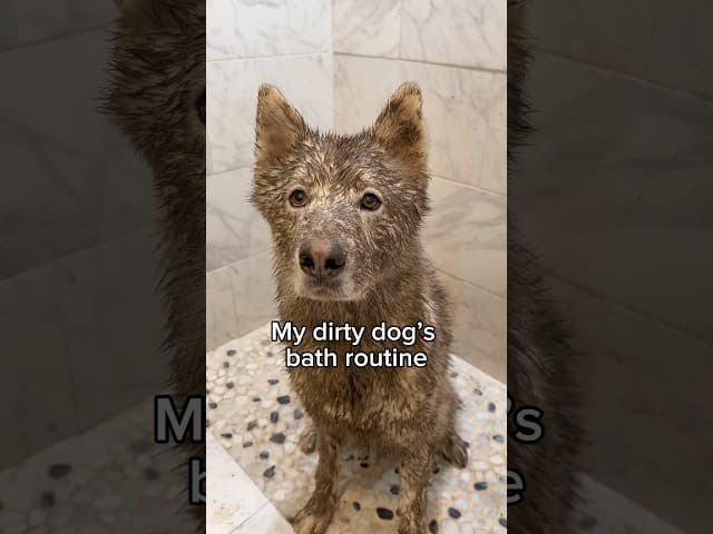 Do you think Glacier enjoyed it? 🧼🤎