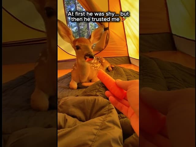 I Saved A Baby Deer From A Wolf Attack... He Refused To Leave Me ❤️