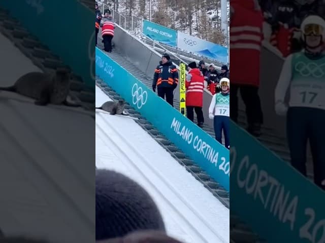 Seal shows up on the ski jump at the Olympics #milanocortina #winterolympics #nature #animal #funny