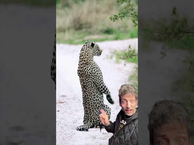 The Leopard is the spotted delete button