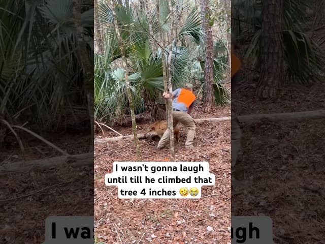 I wasn’t gone laugh till he climbed that tree 4 inches 😭🤣