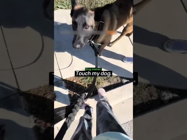 Spoilt Kid Tries to Pet her Neighbor's Dog Without Permission..