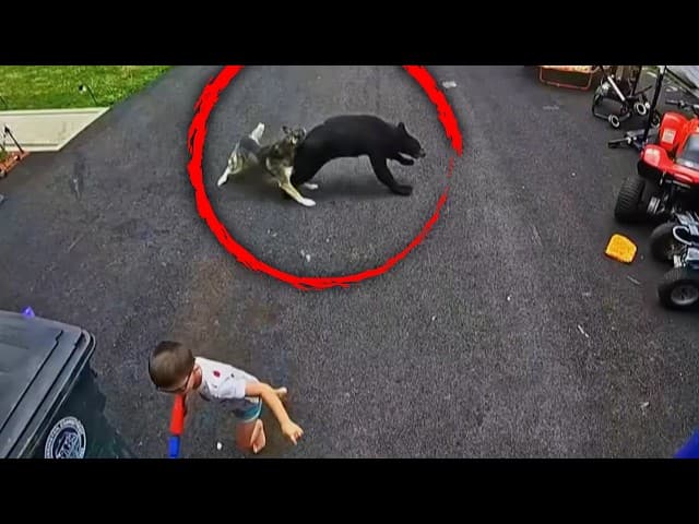Faithful Husky Saves 6-Year-Old Boy From Charging Black Bear