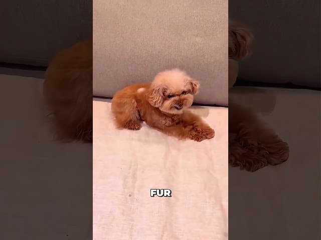 The Ice Cube Test Every Dog Owner Needs to See 😂🐶 #dogreaction #pettest #shorts