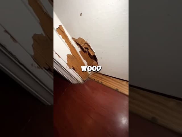 The Dog Wouldn’t Let Him Open the Basement Door… Then He Looked
