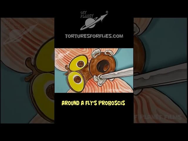 Fly vs 4th of July!! #shorts #fly #cartoon