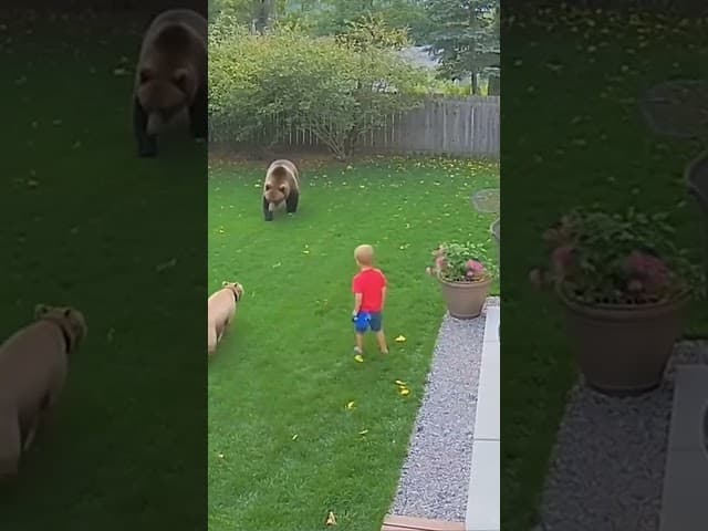 Pitbull vs wild bear to protect the boy #wildlife #pitbull #dogshorts