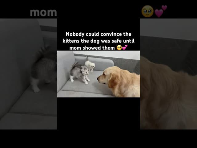 The Kittens Hissed at Him… Then Mom Cat Showed Up 🥹❤️