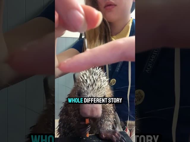 The Porcupine Myth Everyone Gets Wrong