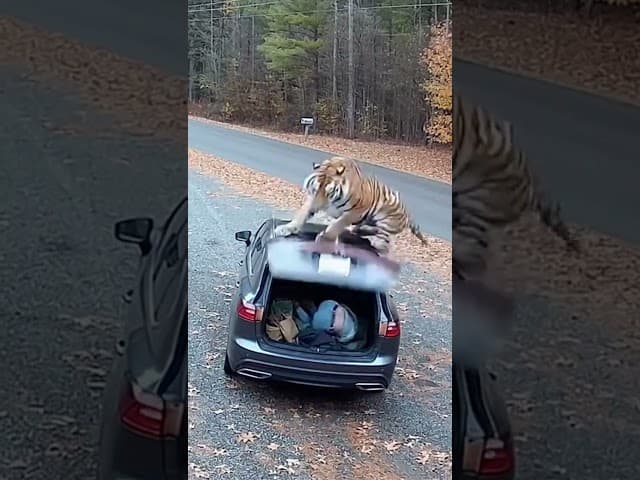 10 Seconds of Terror! A Tiger Charged at Me—I Froze!