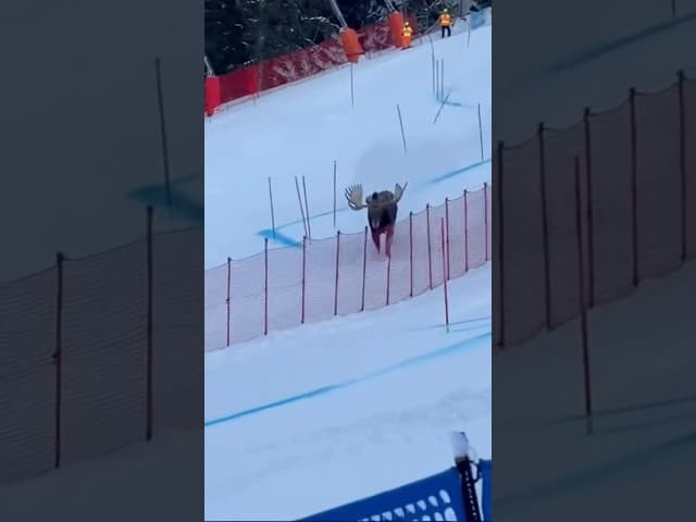 Moose spotted on the Olympics ski course #milanocortina #winterolympics #animal #sports #nature